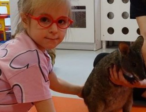 WIZYTA PADAMELONA TASMAŃSKIEGO-GRUPA CZERWONA