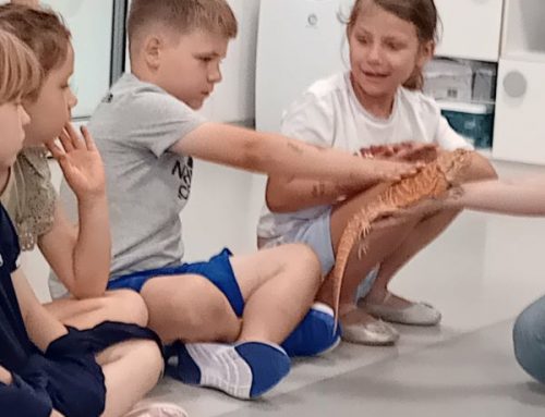 Warsztaty ze zwierzętami- grupa srebrna